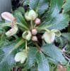 Helleborus x sternii 2L