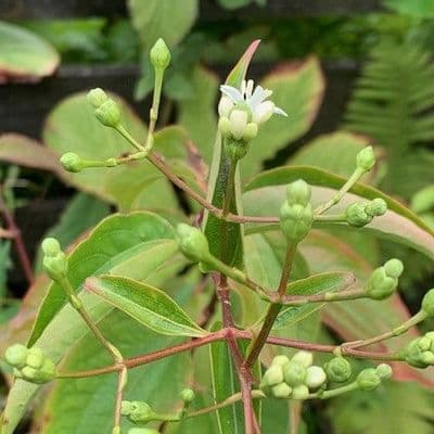 Heptacodium miconioides   12L pot 90-100cms  READY  NOVEMBER 2024.
