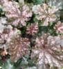 Heuchera 'Can Can'    9cm  SOLD OUT TEMP