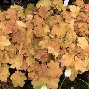 Heuchera 'Caramel' (PBR)  2/3L