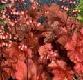 Heuchera 'Fire Chief'  1L