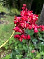 Heuchera 'Firefly'   1L