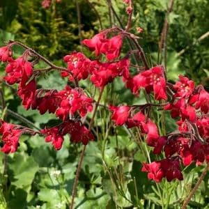 Heuchera 'Firefly'   1L