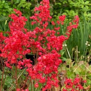 Heuchera 'Isabella'  3L
