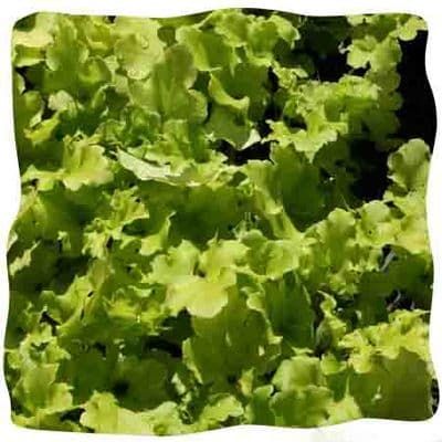 Heuchera 'Lime Marmalade' (PBR)   9cm