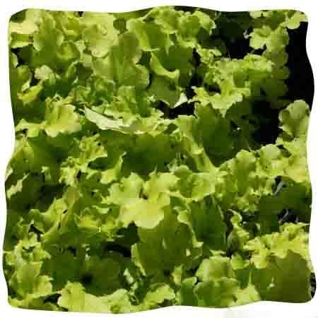 Heuchera 'Lime Marmalade' (PBR)   9cm