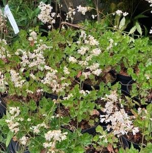 Heuchera 'Madisson Bride'  3L  SOLD OUT