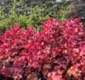 Heuchera 'Marmalade'  3L
