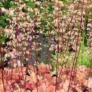 Heuchera 'Marmalade'  3L