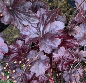 Heuchera 'Obsidian'  3L  SOLD OUT