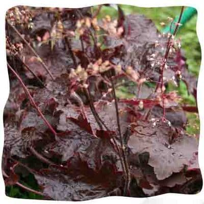 Heuchera 'Palace Purple'  1L