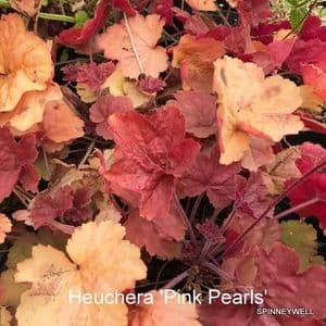 Heuchera 'Pink Pearls'   2L   SOLD OUT