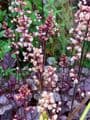 Heuchera 'Plum Pudding' (PBR)   2L
