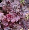 Heuchera 'Plum Pudding' (PBR)   2L