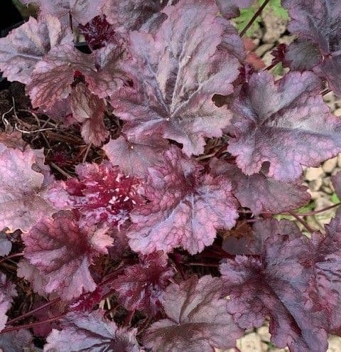 Heuchera 'Plum Pudding' (PBR)   2L