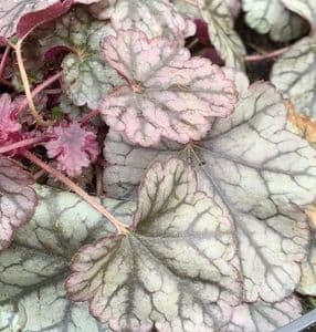 Heuchera 'Silver Scrolls' (PBR)  2L  SOLD OUT