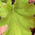 Heuchera villosa mac 'Autumn Bride' 2L