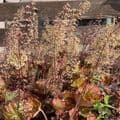 Heuchera 'Walnut'  PVR  3L