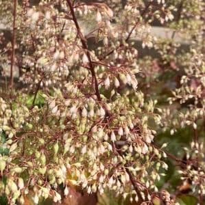 Heuchera 'Walnut'  PVR  3L