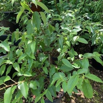 Hoheria 'Bordehill'  7.5L  60-90cmsH