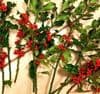 Holly with berries 36 sterms (appox2kg)