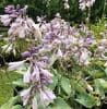 Hosta tardiana 'Hadspen Blue'  3L