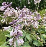 Hosta tardiana 'Hadspen Blue'  3L