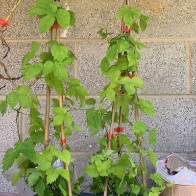 Humulus lupulus Aureus (golden hop) 3LD