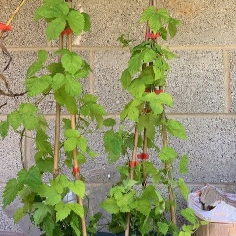 Humulus lupulus Aureus (golden hop) 3LD