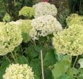 Hydrangea arborescens 'Annabelle'  15L