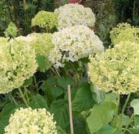 Hydrangea arborescens 'Annabelle'  15L