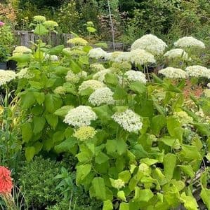 Hydrangea arborescens 'Annabelle'  15L