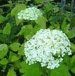 Hydrangea arborescens 'Annabelle' 3L 40-60cms
