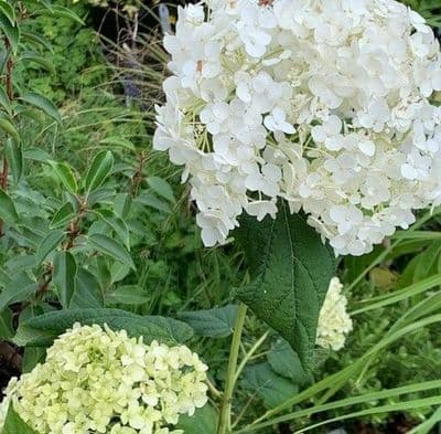 Hydrangea arborescens 'Annabelle'  5L
