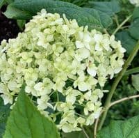 Hydrangea arborescens 'Annabelle'  7.5L