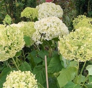 Hydrangea arborescens 'Annabelle'  7.5L