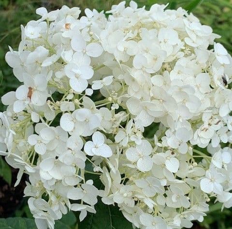 Hydrangea arborescens 'Bounty'  for 2023