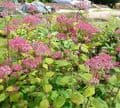 Hydrangea arborescens 'Invincible Spirit'  3L