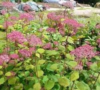 Hydrangea arborescens 'Invincible Spirit'  3L