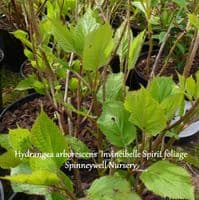 Hydrangea arborescens 'Invincible Spirit'  3L