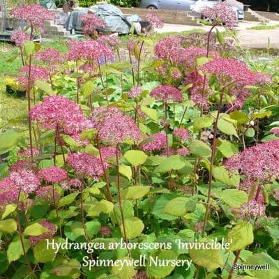 Hydrangea arborescens 'Invincible Spirit'  3L
