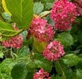 Hydrangea arborescens 'Ruby Annabelle'  3L