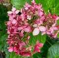 Hydrangea arborescens 'Ruby Annabelle'  3L