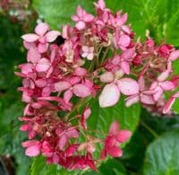 Hydrangea arborescens 'Ruby Annabelle'  3L