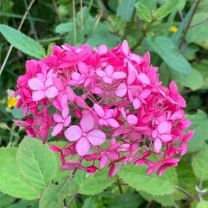 Hydrangea arborescens 'Ruby Annabelle'  3L