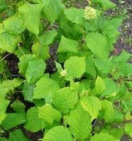 Hydrangea arborescens 'Ryan Gainey'  3L
