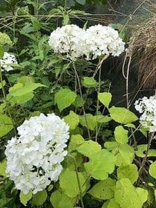 Hydrangea arborescens 'Ryan Gainey'  3L