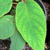 Hydrangea aspera Macrophylla 15L  80-100cms