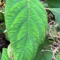 Hydrangea aspera Macrophylla 15L  80-100cms