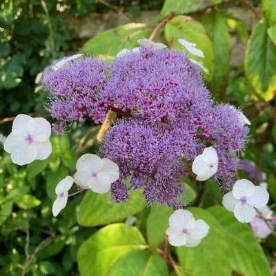 Hydrangea aspera Macrophylla 15L  80-100cms
